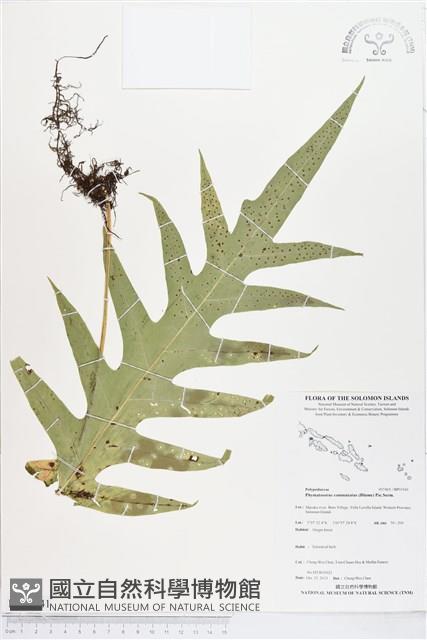 登錄號:BP01941藏品圖，第1張