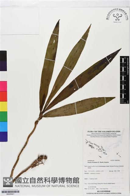 登錄號:BS05941藏品圖，第1張