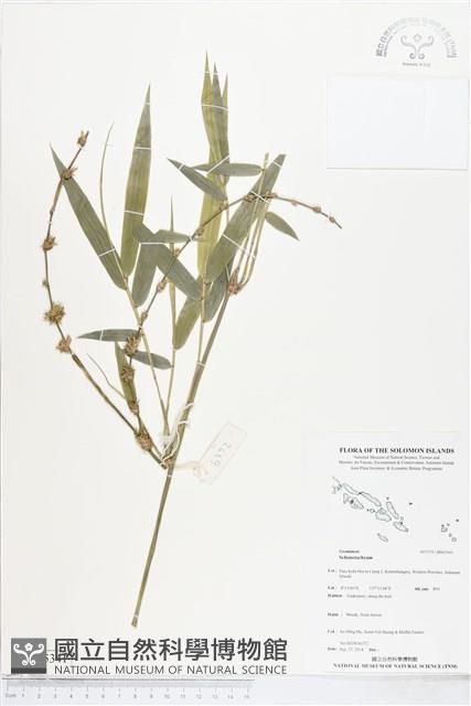 登錄號:BS05341藏品圖，第1張