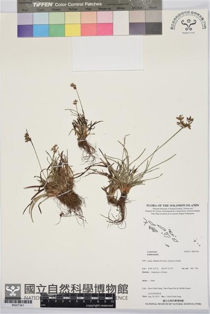 登錄號:BS07341藏品圖，第1張