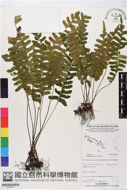 登錄號:BP02871藏品圖，第1張