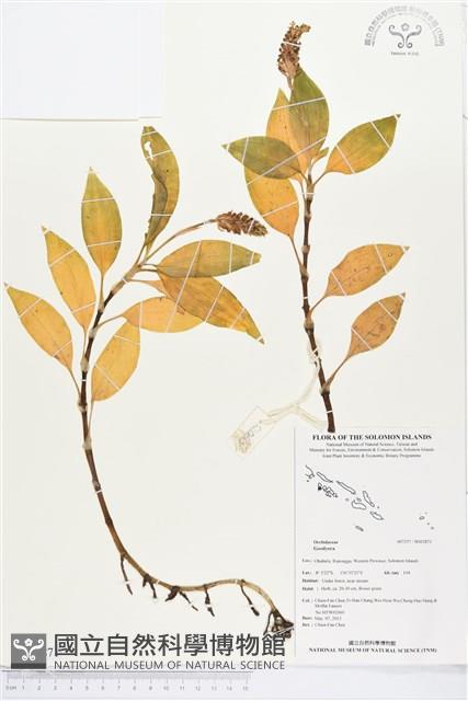 登錄號:BS02871藏品圖，第1張