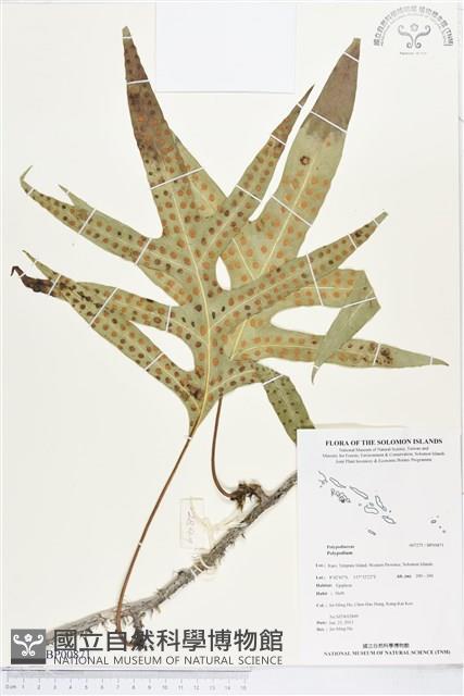 登錄號:BP00871藏品圖，第1張