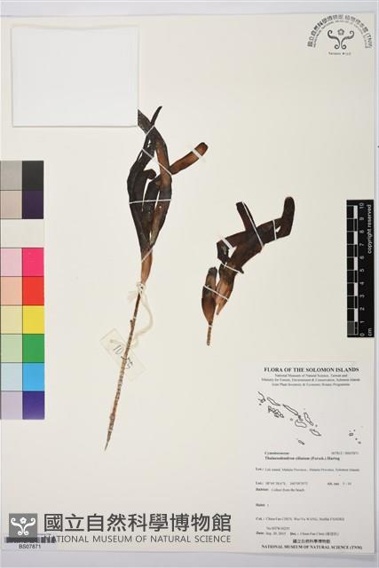 登錄號:BS07871藏品圖，第1張