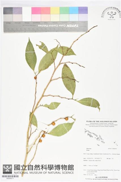 登錄號:BS06071藏品圖，第1張