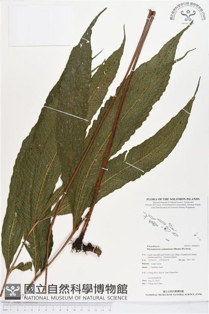 登錄號:BP00071藏品圖，第1張