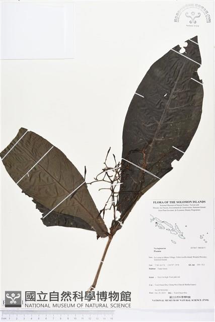 登錄號:BS04071藏品圖，第1張