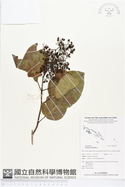 臭娘子藏品圖，第1張