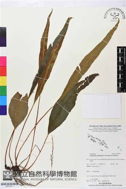 登錄號:BP02671藏品圖，第1張