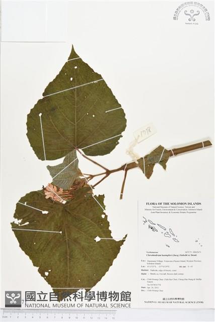 龍船花藏品圖，第1張