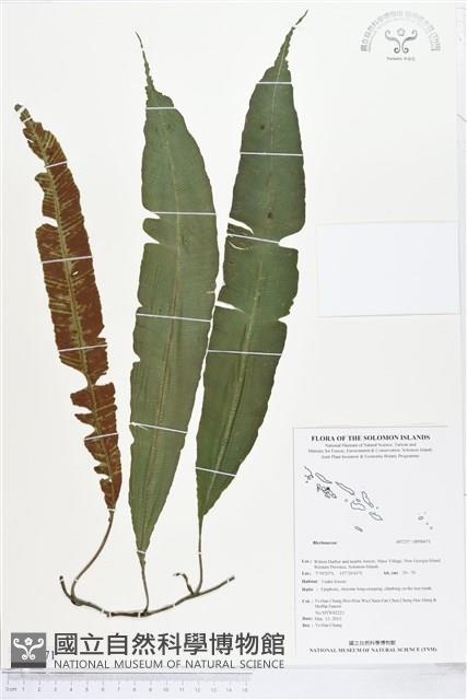 登錄號:BP00671藏品圖，第1張