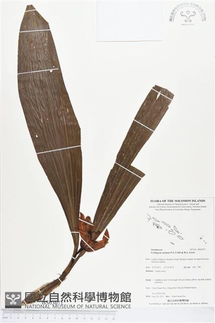 登錄號:BS03671藏品圖，第1張