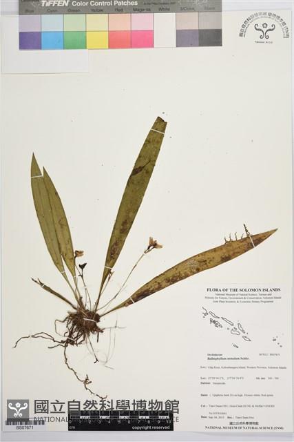 登錄號:BS07671藏品圖，第1張