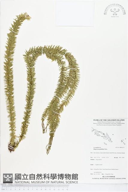 登錄號:BP02171藏品圖，第1張