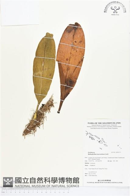 登錄號:BS02171藏品圖，第1張