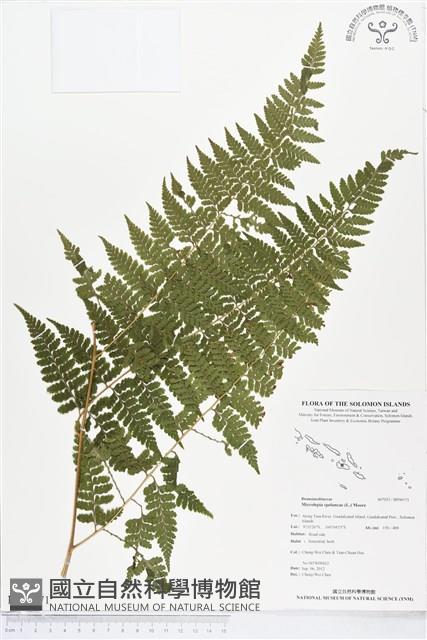 熱帶鱗蓋蕨藏品圖，第1張