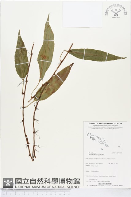 登錄號:BP01171藏品圖，第1張