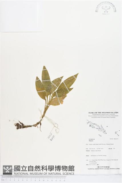 登錄號:BS04171藏品圖，第1張