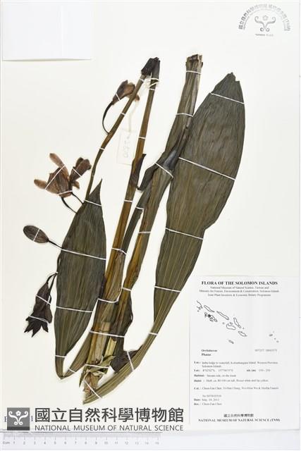 登錄號:BS03171藏品圖，第1張