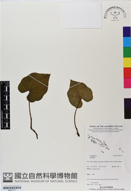 登錄號:BS07171藏品圖，第1張