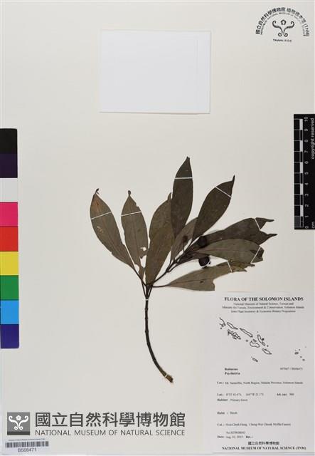 登錄號:BS06471藏品圖，第1張