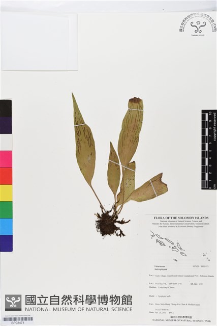 登錄號:BP02471藏品圖，第1張