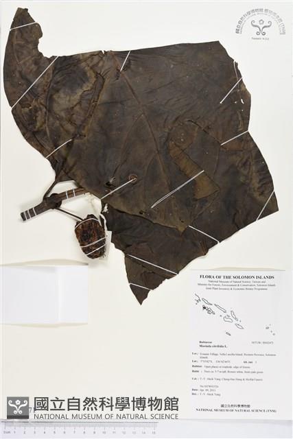 檄樹、諾麗果藏品圖，第1張