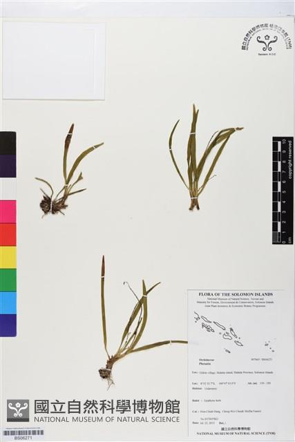 登錄號:BS06271藏品圖，第1張