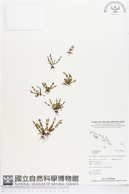 Accession Number:BP00271 Collection Image