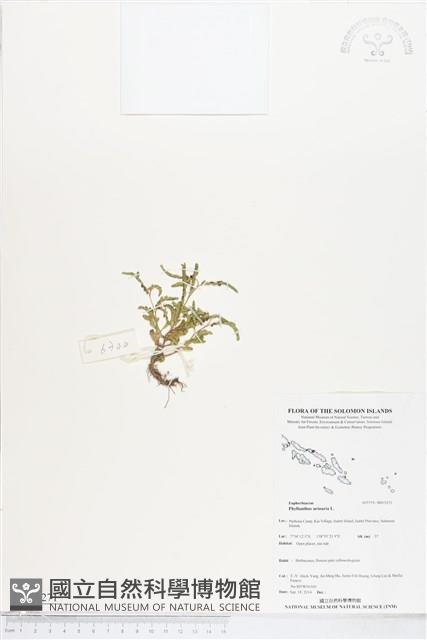 葉下珠、珠仔草藏品圖，第1張