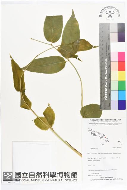 Accession Number:BS07271 Collection Image