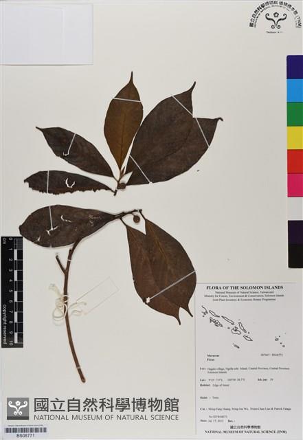 登錄號:BS06771藏品圖，第1張