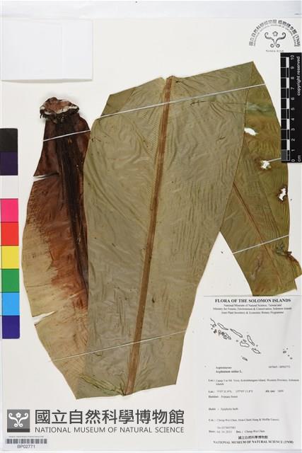 臺灣山蘇花藏品圖，第1張