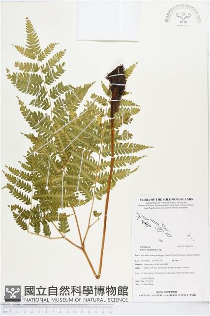 瓦氏鳳尾蕨藏品圖，第1張