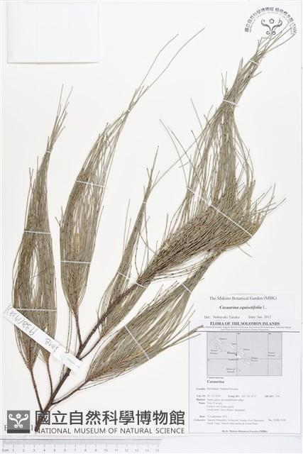 木麻黃藏品圖，第1張