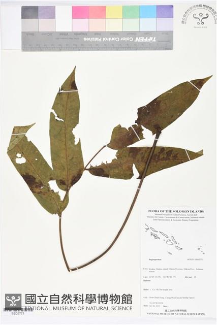 登錄號:BS05771藏品圖，第1張