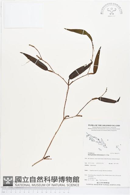 登錄號:BS04771藏品圖，第1張