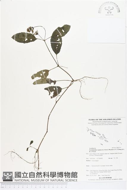 登錄號:BS03771藏品圖，第1張