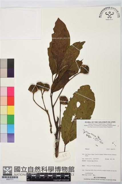 登錄號:BS07771藏品圖，第1張