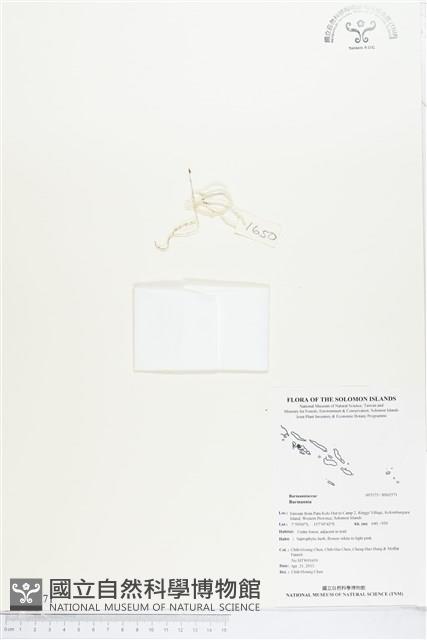 登錄號:BS02571藏品圖，第1張