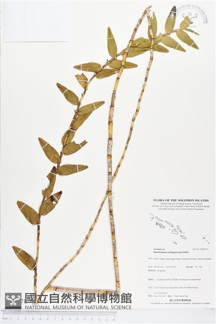 登錄號:BS03571藏品圖，第1張