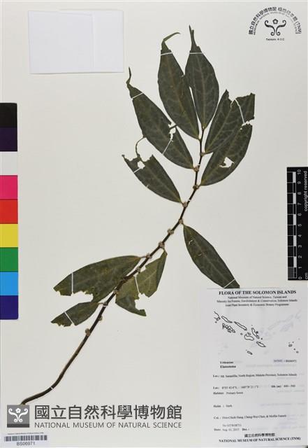 登錄號:BS06971藏品圖，第1張