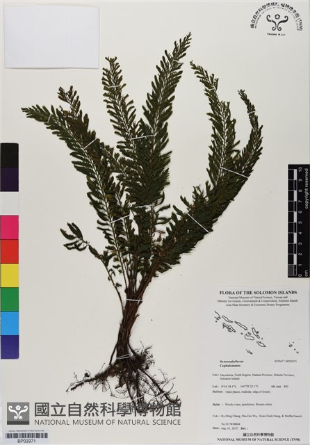 登錄號:BP02971藏品圖，第1張
