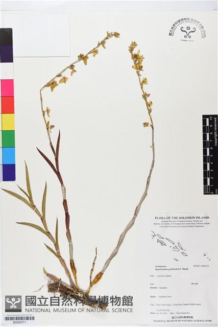 登錄號:BS06371藏品圖，第1張