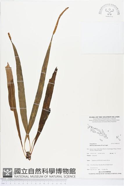 尖嘴蕨藏品圖，第1張