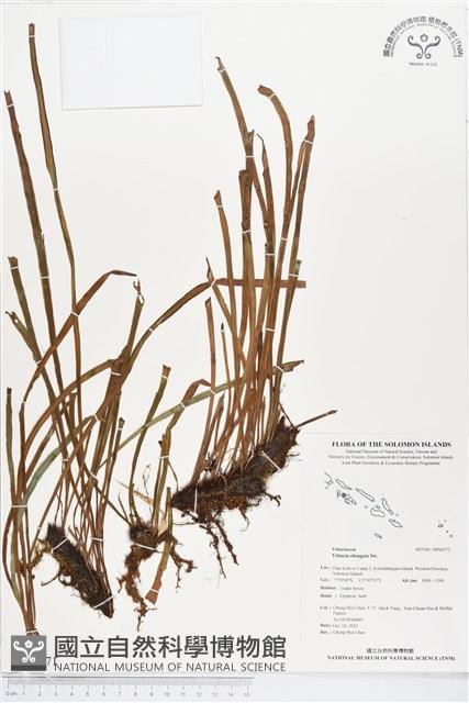 唇邊書帶蕨藏品圖，第1張