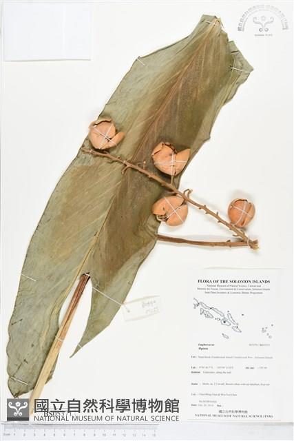 登錄號:BS05371藏品圖，第1張