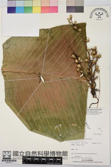 登錄號:BS07371藏品圖，第1張