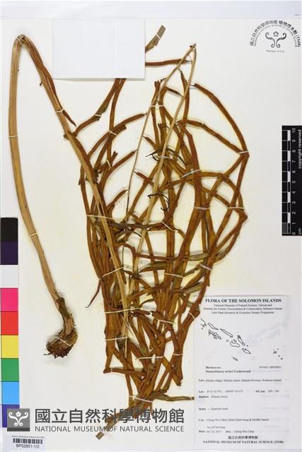 登錄號:BP02851藏品圖，第1張