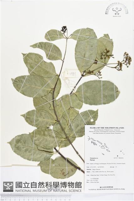 登錄號:BS02851藏品圖，第1張